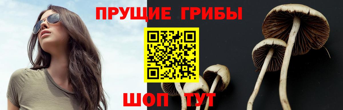 Псилоцибиновые грибы Cubensis Фролово